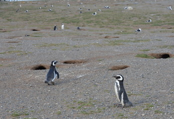  Magellanic Penguins at the penguin sanctuary on Magdalena Island in the Strait of Magellan near Punta Arenas in southern Chile.
