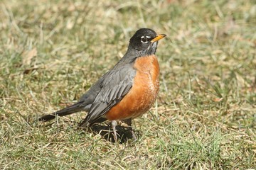 American Robin (Turdus migratorius)