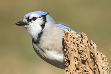 Blue Jay (corvid cyanocitta)