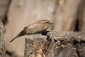 El gorrión apoya su anatomía al tronco.
