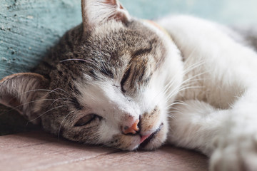 Fototapeta na wymiar Thai cat sleeping in garden home