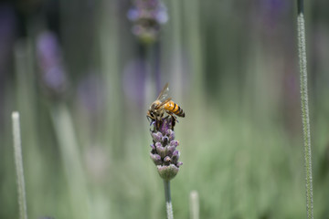 La abeja come en lo más alto de la flor. 