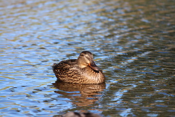 Female Mallard Duck On Lake