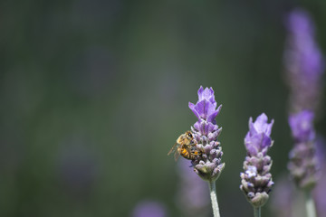 Obraz premium Dos flores y una abeja.