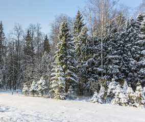 Snow-covered winter forest, sunny day