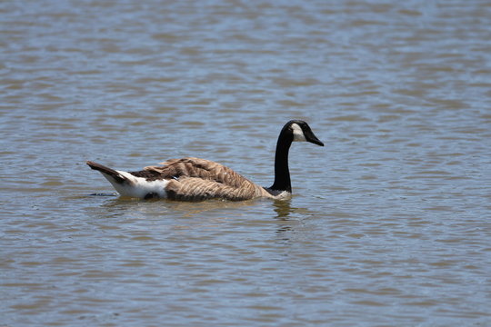 Canada Goose Floating In Pond