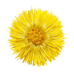 The yellow flower with yellow stamens isolated on the white