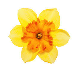 Flower magnificent yellow narcissus flower head isolated on white background - obrazy, fototapety, plakaty