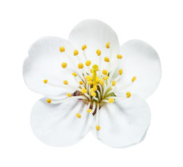 Obraz premium The white cherry flower with yellow stamens isolated on the white