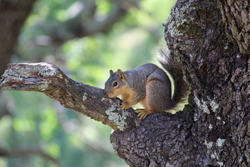 Squirrel Sitting On Tree Branch