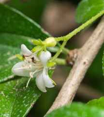 white flower with ants
