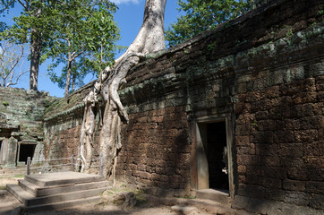 Naklejka premium Roots of a spung on a temple in Ta Prohm