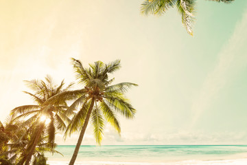 Coconut palm tree on beach in summer - vintage color effect