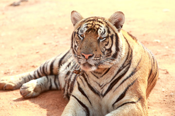 Tiger was raised in temples. Popular Attractions Kanchanaburi.