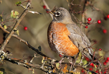 American robin perched in a Crabapple tree with red berries, British Columbia, Canada