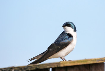 Tree Swallow with Blue Sky Background, British Columbia, Canada