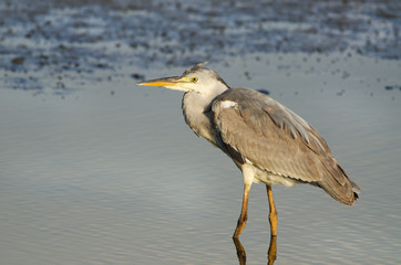 Asian Gray Heron standing in a pond, Hong Kong