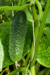 Cucumber