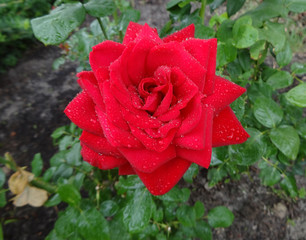 red rose in the garden after the rain