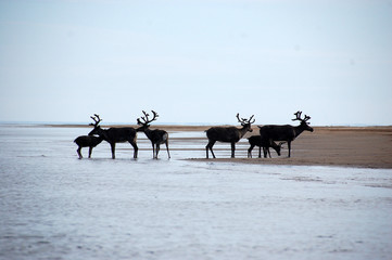 Wild dears at Chukotka sea coast