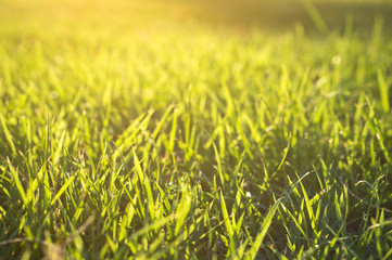 Green grass in sunlight