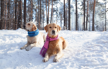 Portrait of two young golden retriever