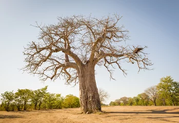 Foto op Plexiglas Baobab Baobab Boom