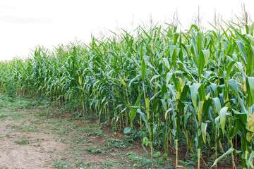Naklejka premium corn field and pathway