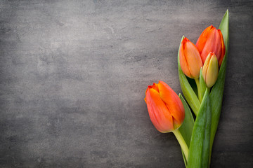 Tulips, orange on the grey  background. - Powered by Adobe