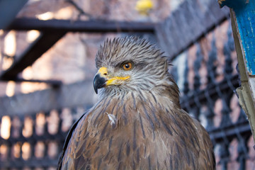 Kite in a cage