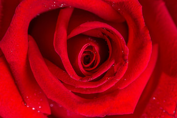 macro closeup view of red rose