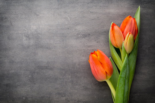 Tulips, orange on the grey  background.