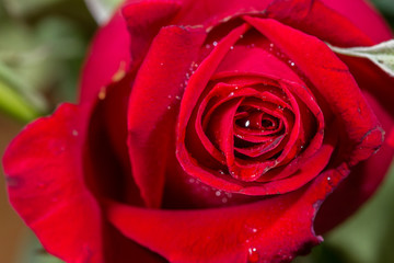 macro closeup view of red rose