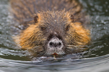 Myocastor coypus, single mammal