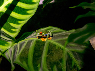 Red Eyed Tree Frog