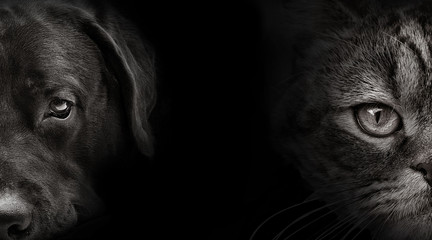 Fototapeta dark muzzle labrador dog and cat Scottish obraz