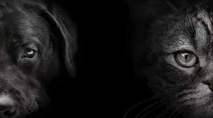 Abwaschbare Fototapete Hund dunkler Maulkorb Labrador Hund und Katze Schottisch