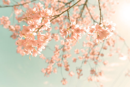 Nature background of beautiful cherry pink flower in spring - vintage pastel color filter