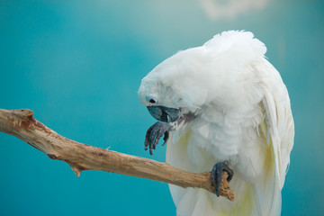 Белый попугай чистит лапку