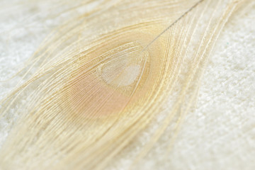Albino peacock feathers background