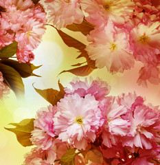 Obrazy na Szkle  różowe kwiaty sakury z bliska i jasny bokeh