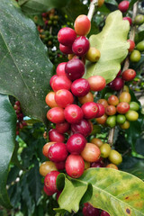 Coffee beans ripening on a tree.