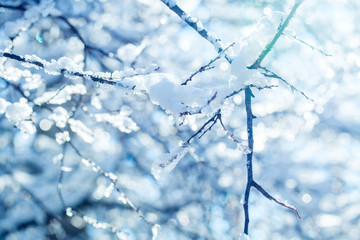 The iced over branches of a tree