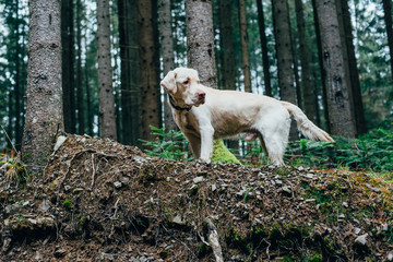 labrador dog walking in mountain forest