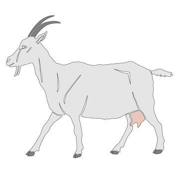 White goat isolated 
