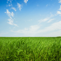 green grass on the sky background