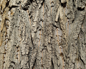 Bark of poplar clouse-up.
