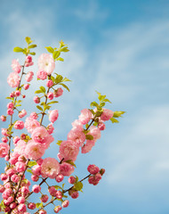 Branches with beautiful pink flowers against the blue sky. Flowering almond