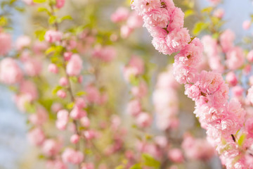 a branch with beautiful pink flowers on natural defocused  background. Flowering almond. very shallow depth of field.