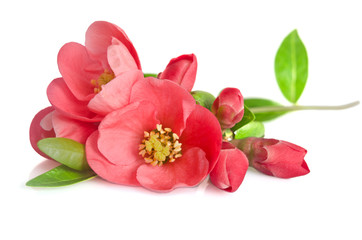 beautiful pink flowers with buds on white background